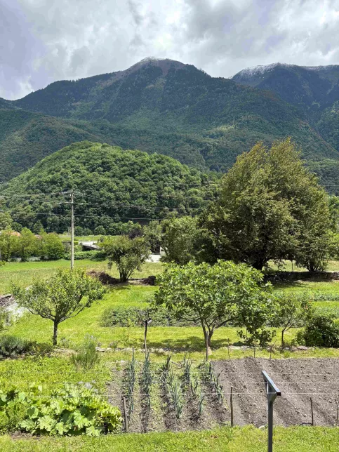 Le jardin du collège 